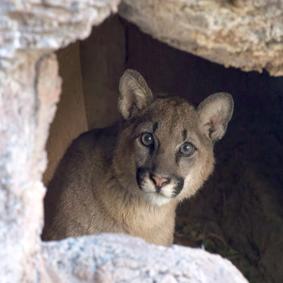 新美洲狮幼崽从岩石后面偷看.
