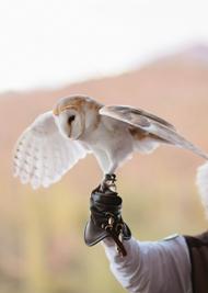 Photo of a Desert Experience Barn Owl